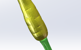 胡萝卜整体建模效果