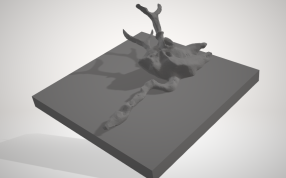 雄鹿的头骨模型