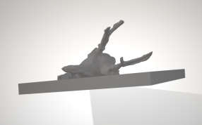 雄鹿的头骨正视