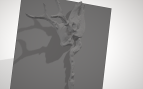 雄鹿的头骨俯视