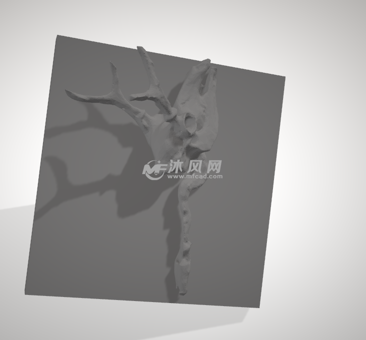 雄鹿的头骨俯视