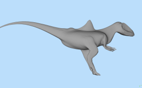 驼背昆卡猎龙背面