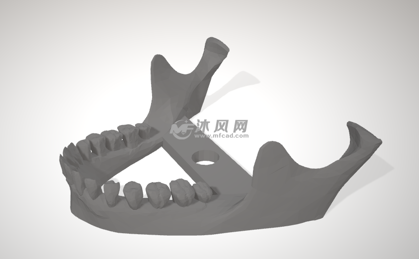 颚-人类头骨侧面