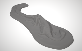 腔骨龙灰色渲染