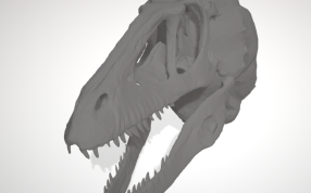 恐龙头骨俯视图