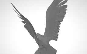 捕食的老鹰背面