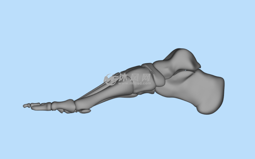 脚骨正面模型