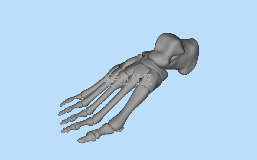 脚骨stl模型