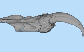 恶魔指甲3D打印