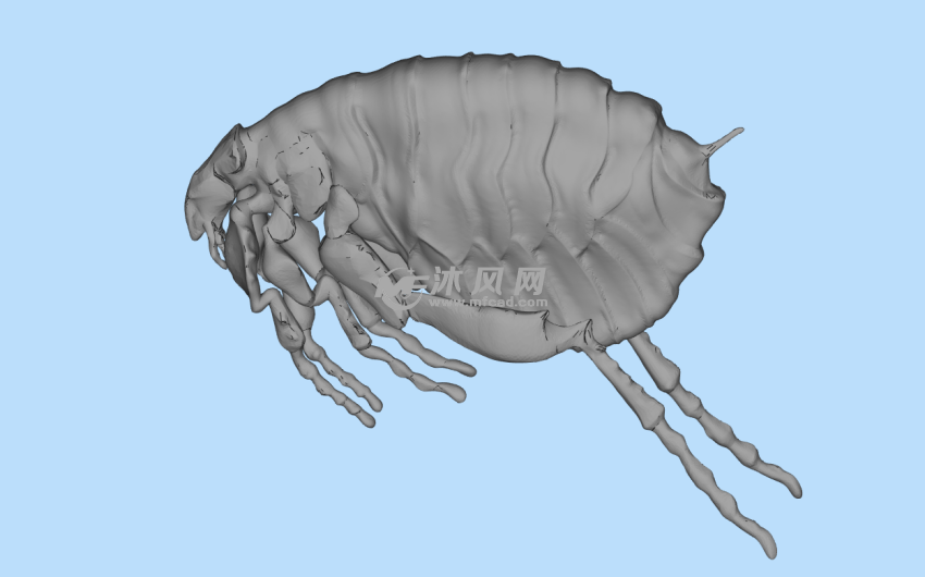 蚤子stl模型