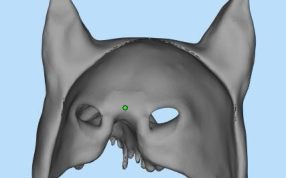 动物三维模型设计