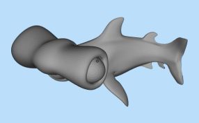 锤头双髻鲨三维模型