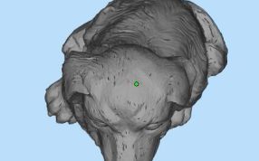3d打印动物模型