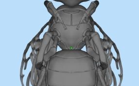 3d打印蜜蜂模型