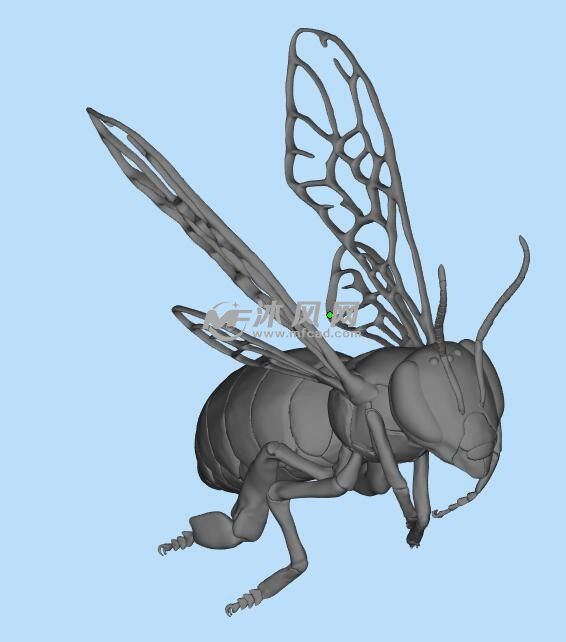 昆虫三维模型