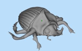 甲虫三维模型