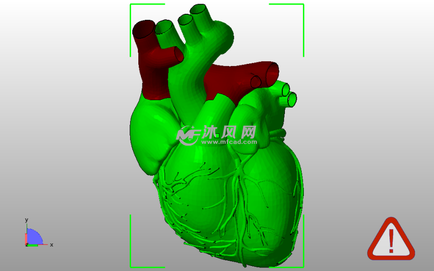 解剖心脏左侧主视图