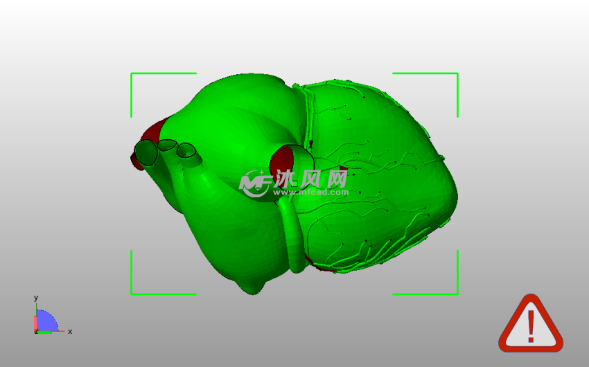 解剖心脏右侧主视图