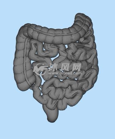 肠道三维模型