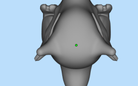 宠物小精灵模型