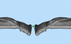 恶魔翅膀俯视图