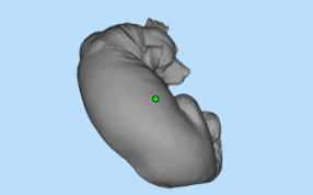 睡觉的狗设计参考图