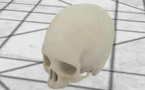 医用人类头骨的模型