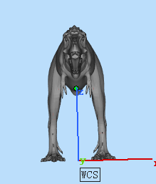 动物模型三维设计