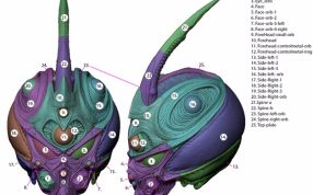 盖弗头盔模型零件示意图