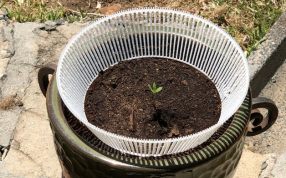 鲜花幼苗防护罩实物图