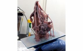 鹰头骨模型打印图