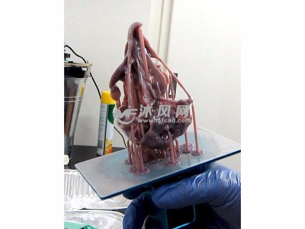 鹰头骨模型打印图