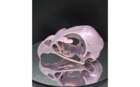 鹰头骨模型实物图