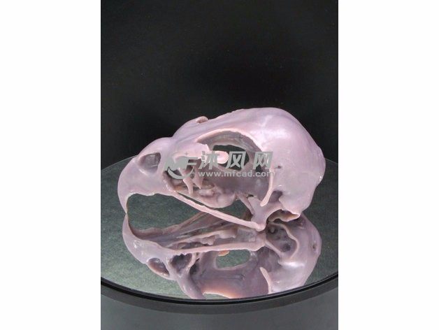 鹰头骨模型实物图