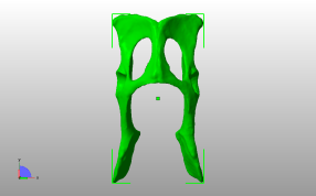 小猫盆骨俯视图
