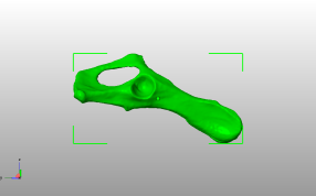 小猫盆骨侧视图