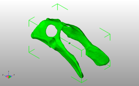 小猫盆骨斜视图