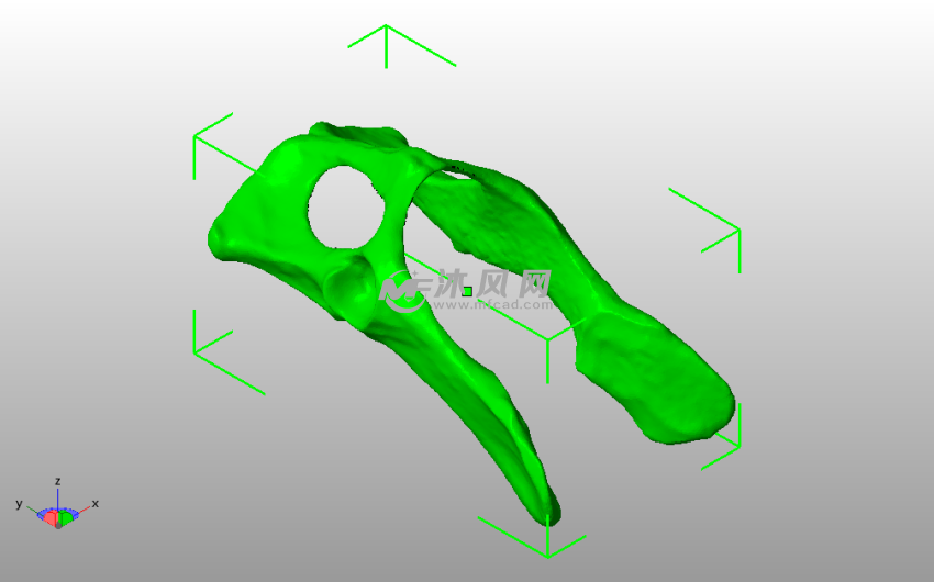 小猫盆骨斜视图