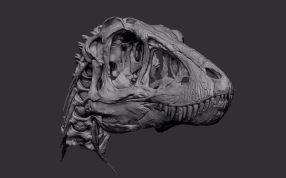 恐龙颅骨模型主视图