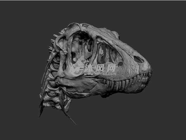 恐龙颅骨模型主视图