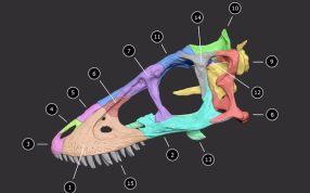 恐龙颅骨模型结构图