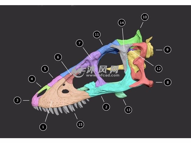 恐龙颅骨模型结构图