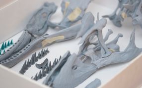 恐龙颅骨模型实物图