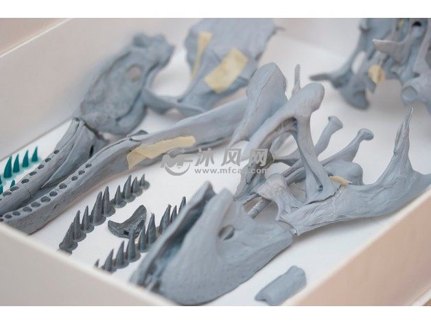 恐龙颅骨模型实物图