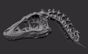 恐龙颅骨模型侧视图