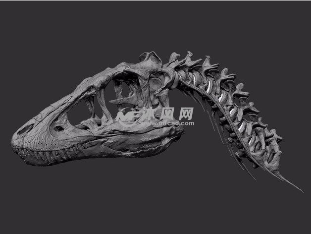 恐龙颅骨模型侧视图