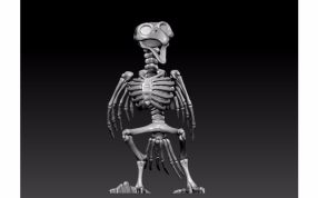  鹦鹉骨架模型主视图