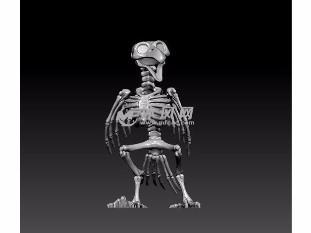  鹦鹉骨架模型主视图