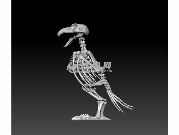  鹦鹉骨架模型左侧视图