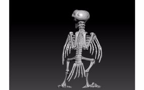  鹦鹉骨架模型后视图